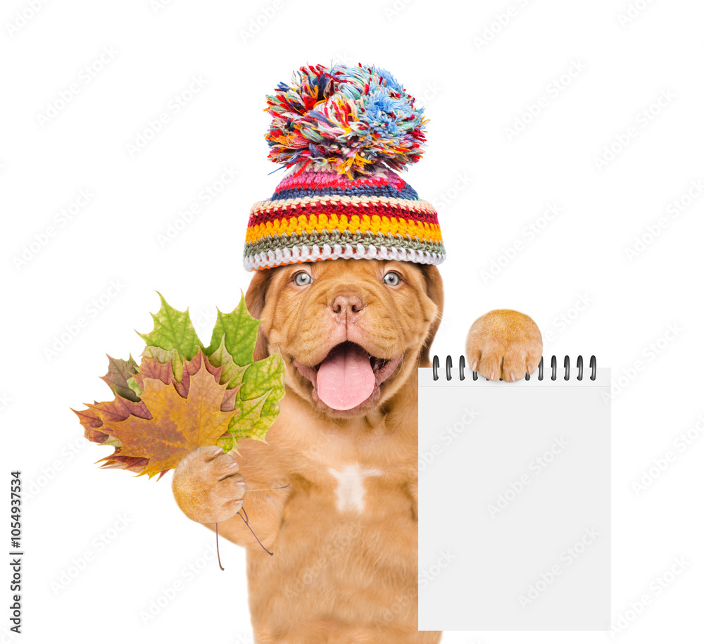 Poster happy mastiff puppy wearing a warm hat with pompon holds dry colorful leaves and shows blank notepad