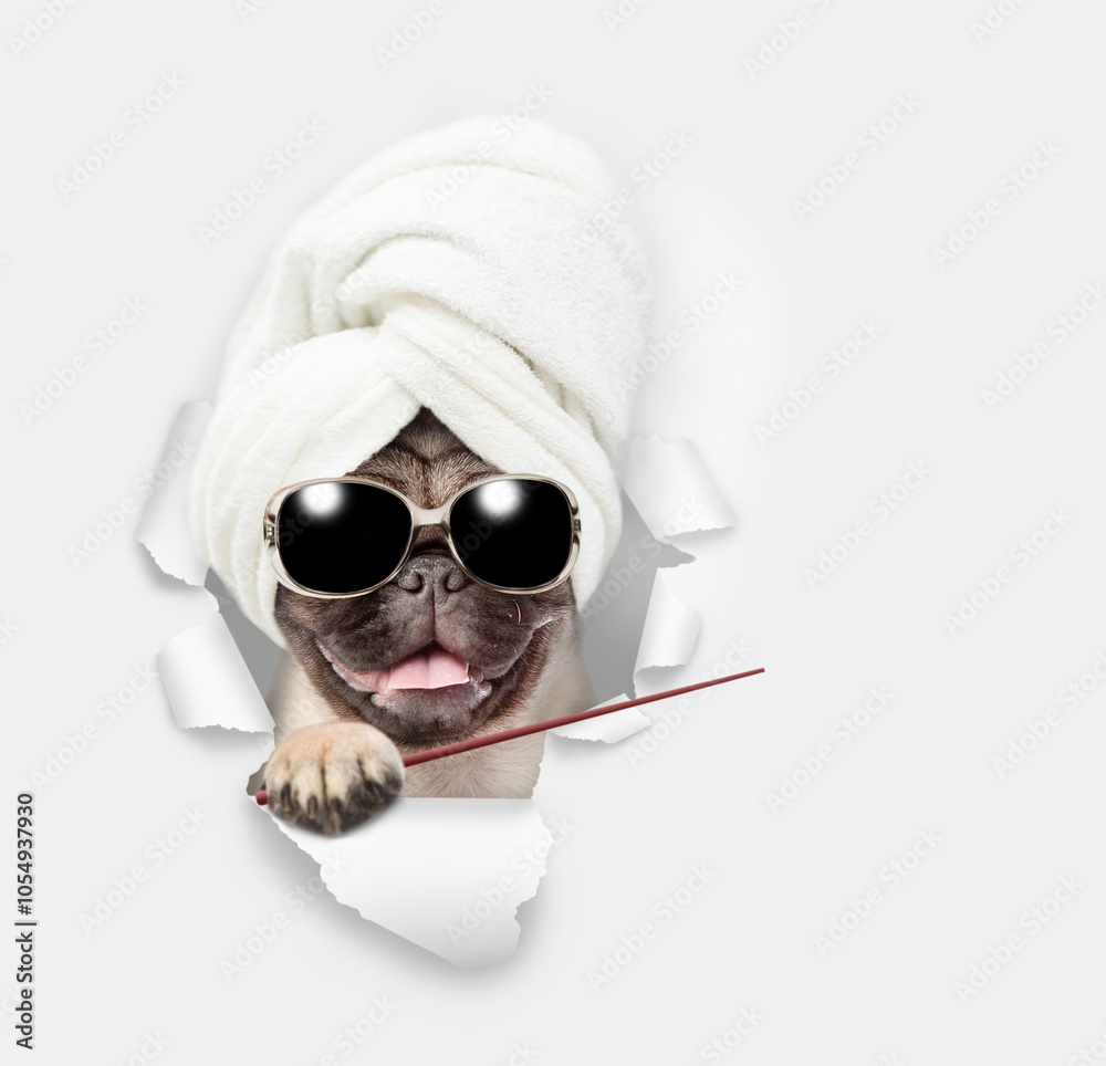 Aufkleber cute pug puppy wearing sunglasses with towel on it head looking through the hole in white paper and 