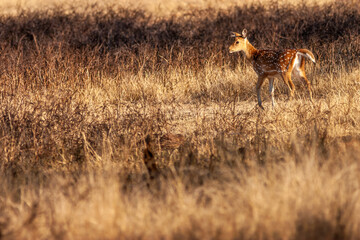 Chital or cheetal (Axis axis) in Ranthambore National Park, Rajasthan, India.