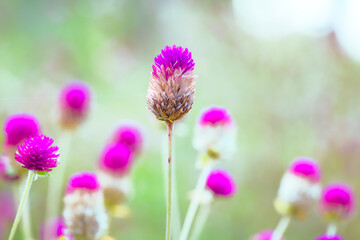 Fototapeta premium Macro Series : Pink Globe Amaranth Flowers with Natural Blurry Background