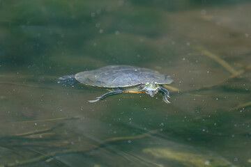 Obraz premium turtle swimming in the water