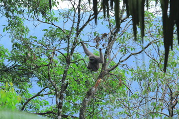 silverly javan gibbon on tree