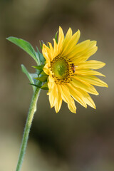 bee on flower