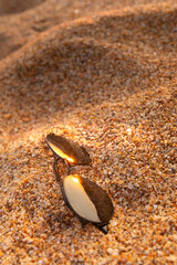sunglasses lying on the beach on wet sandy sand. close up of stylish accessory during vacation, nobody