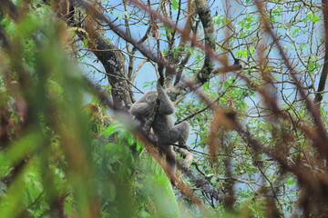 silverly javan gibbon on tree