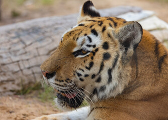 Tiger in captivity at Emirates Park Zoo, Abu Dhabi, United Arab Emirates
