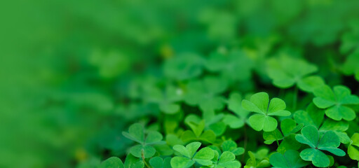 Shamrocks, St. Patrick's day holiday symbol of Green background with three-leaved shamrocks, Lucky Irish Four Leaf Clover in the Field for St. Patrick's Day holiday symbol. 