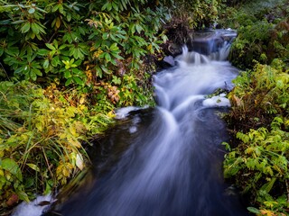 Serene waterfall amidst lush forest greenery.