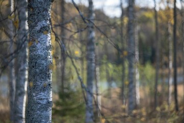 Obraz premium Close-up of a tree with autumn foliage