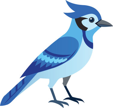 recommend clip art: Illustration of Blue Jay Isolated on white