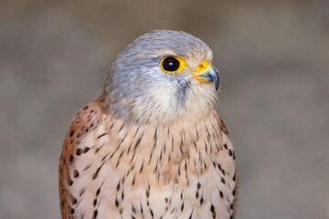 European kestrel also known as Eurasian kestrel or Old World kestrel, close up detailed shot in natural habitat