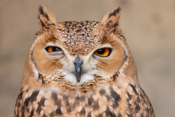 Desert Eagle Owl or Pharaoh eagle-owl in it's natural Middle Eastern environment