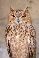 Desert Eagle Owl or Pharaoh eagle-owl in it's natural Middle Eastern environment