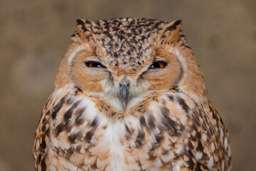 Desert Eagle Owl or Pharaoh eagle-owl in it's natural Middle Eastern environment