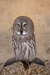 Great Grey Owl (Strix nebulosa) close up detailed portrait