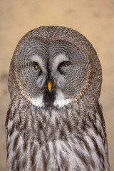 Great Grey Owl (Strix nebulosa) close up detailed portrait