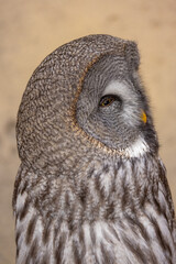 Great Grey Owl (Strix nebulosa) close up detailed portrait