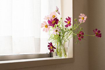 フィンランドの花器に飾ったコスモス