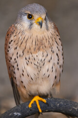 European kestrel also known as Eurasian kestrel or Old World kestrel, close up detailed shot in natural habitat