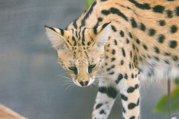 Serval savannah cat in captivity at Emirates Park Zoo, United Arab Emirates