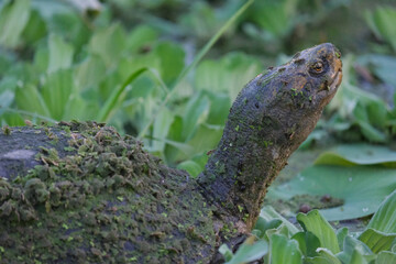Duckweed covers the turtle's body.