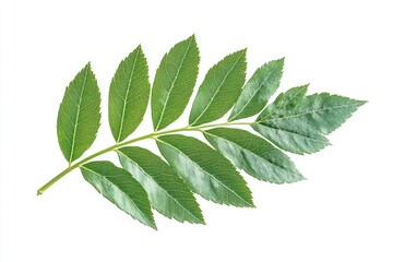 Obraz premium a branch of mountain ash