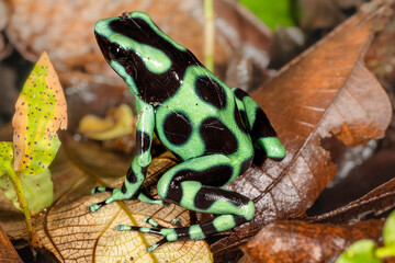 Green-and-black poison dart frog (Dendrobates auratus, also known as the green-and-black poison arrow frog or green poison frog), Costa Rica, Sarapiqui region. Selective focus on frog's eyes