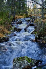 Obraz premium Serene forest stream with mossy rocks and flowing water
