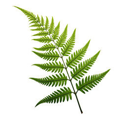 Fern Leaf PNG: Green Fern Frond with Transparent Background