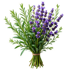 Fototapeta premium Lavender Bouquet PNG: Bunch of Purple Lavender Flowers with Transparent Background