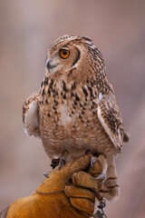 Desert Eagle Owl or Pharaoh eagle-owl in it's natural Middle Eastern environment