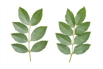 Fototapeta premium branch of mountain ash