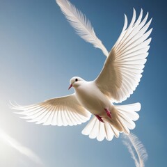 Obraz premium white dove flying