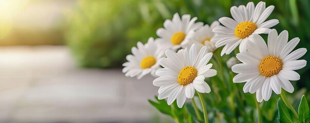 Obraz premium A beautiful arrangement of white daisies with yellow centers, blooming in a lush green garden, capturing the essence of spring and nature.