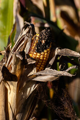 Rotten Corn on the cob 