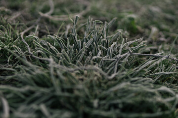grass on the ground