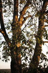 Fototapeta premium tree in the park