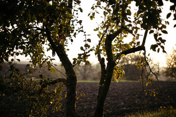 sunset in the forest