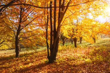 Fototapeta premium Beech forest with bright yellow leaves on a breathtaking autumn day. Colorful foliage.