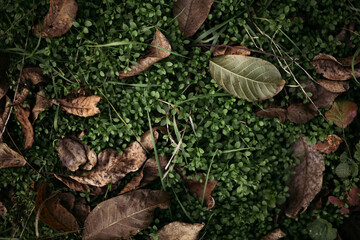 mushrooms in the forest