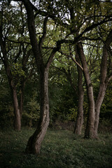 Fototapeta premium trees in the forest