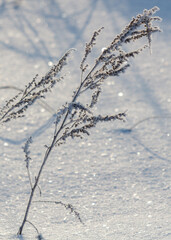 A frosty branch of a plant is covered in snow