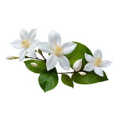 Obraz premium Stunning Jasmine Flower Isolated on Transparent Background for Floral Designs and Elegant Graphics
