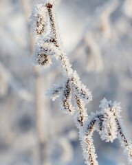 A branch covered in frost and snow