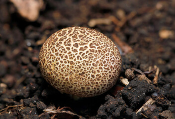 小さなゴマ団子のような丸いヒメカタショウロキノコ（ストロボ＋マクロ撮影）