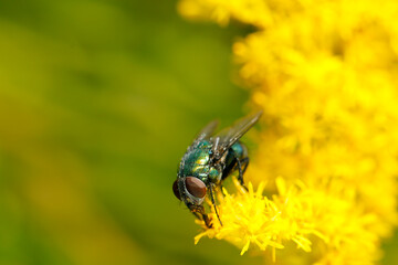 メタリックブルーが美しいキンバエ属のハエが黄花セイタカアワダチソウから吸蜜（屋外自然光マクロ接写）