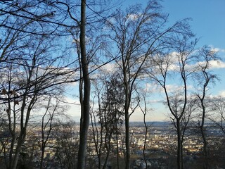 Wald mit Stadt im Hintergrund