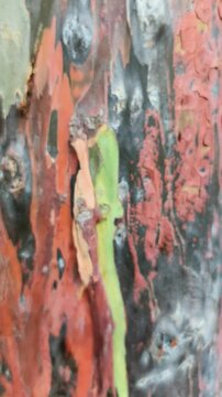 Zoom footage movement The bark pattern of Leda or Eucalyptus deglupta tree on the lakeside, commonly known as rainbow wood, leda, garang or aren. Background pattern. The bark of Eucalyptus deglupta tr