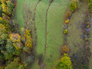 Colorful Autumn Leaves in the Green Background Photo, Artvin Turkiye (Turkey)