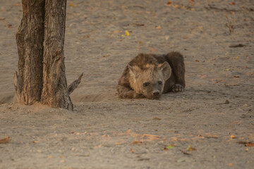 Hyena, detail portrait. Spotted hyena, Crocuta crocuta, angry animal near the water hole, dark forest with trees. Animal in nature, Okavango, Botswana. Wildlife Africa.